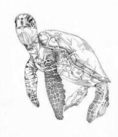 a drawing of a sea turtle in black and white