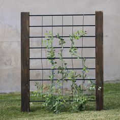 a plant growing through a wire fence on the grass in front of a concrete wall