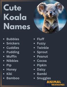 the koala name list is shown with an image of a koala