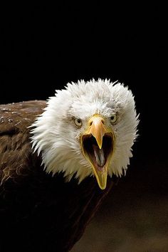 an eagle with its mouth open and it's beak wide open, looking at the camera