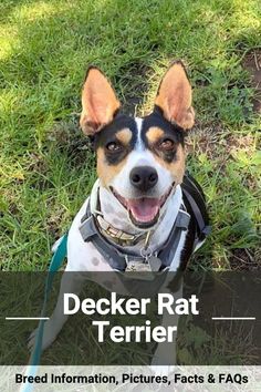 Explore the traits of the Decker Rat Terrier, a powerful and agile dog breed with excellent hunting skills and a loving personality. #DeckerRatTerrier #DogBreed #DogsAndPuppies