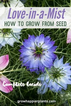 purple and white flowers with text overlay that reads love - in - a - mist how to grow from seed