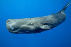 a large gray whale swimming in the ocean