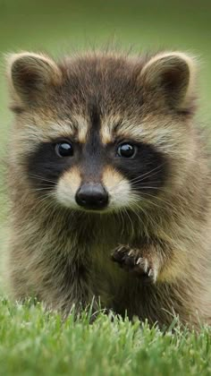 a raccoon with blue eyes is standing in the grass