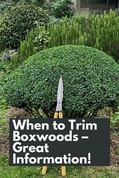 Trim Your Boxwoods Like a Pro: Get Great Information on When to Trim Boxwoods for Optimal Growth and Shape. Timing is key when it comes to pruning your Boxwoods, and we're here to provide you with all the details. Learn about the best time of year to trim, considering factors like plant health and growth patterns. Discover the benefits of strategic pruning, from promoting denser foliage to maintaining a tidy appearance. IG Photo by: mcbeacham_ldscpgardener Boxwood Balls Landscaping, Types Of Boxwood Shrubs, Boxwoods In Pots, Small Formal Gardens Boxwood Hedge, Boxwood Landscaping Ideas, Trim Boxwood Shrubs, When To Trim Boxwoods Shrubs, Pruning Boxwood Shrubs, The Potted Boxwood