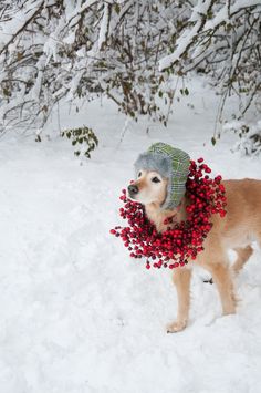 a dog standing in the snow wearing a hat with berries on it's collar