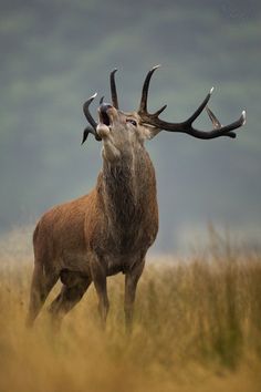 a deer with antlers standing in tall grass