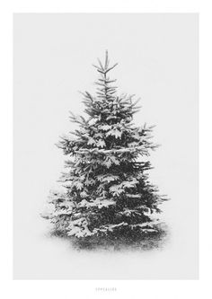 a black and white photo of a snow covered pine tree with the words winter written on it