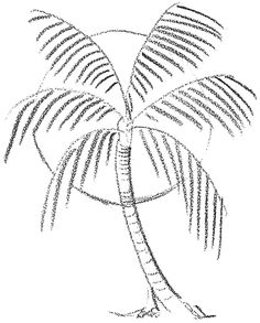 a drawing of a palm tree on a white background