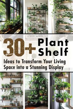 A collage of multiple plant shelf ideas with some text on top of the images. Shelf Design Ideas, Plant Shelf Ideas, Indoor Cactus Garden, Shelf Designs, Indoor Plant Display, Indoor Plant Shelves, Plant Display Ideas, Windowsill Garden, Inside Garden