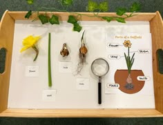 a tray with plants, roots and flowers on it that are labeled as parts of a plant