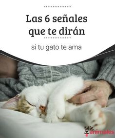 a white cat laying on top of a bed next to a persons hand with the caption las 6 sendes que te diran si tu gato te ama