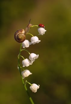 Cute A Ladybug, Lily Of The Valley, Amazing Nature, Beautiful Creatures, A Flower, Mother Nature