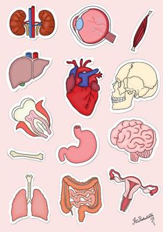 the human body and organs stickers on a pink background