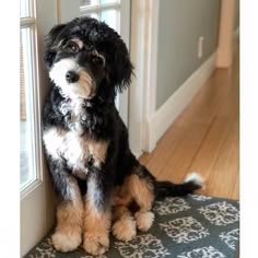 a small black and white dog sitting on top of a rug next to a door