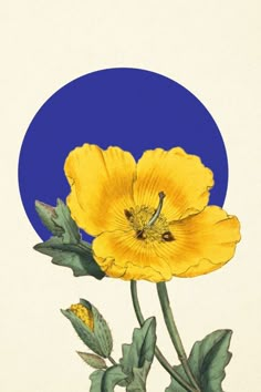 a yellow flower with green leaves in front of a blue circle