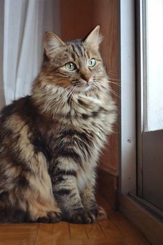 a long haired cat sitting on the floor next to a window looking up at something