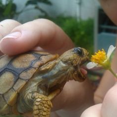 a small turtle being held by someone's hand with a flower in its mouth