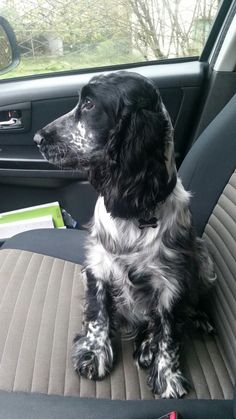 a black and white dog sitting in the back seat of a car