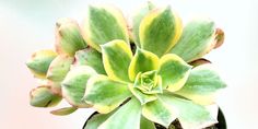 a green plant with yellow and white leaves