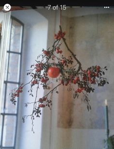 an apple hanging from a branch with red berries on it in front of a window