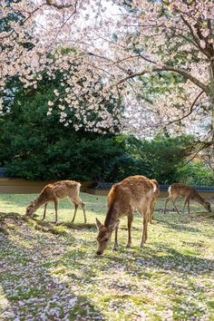 two deer grazing in the grass next to a tree with pink flowers on it's branches