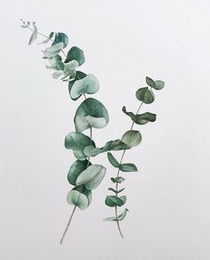 watercolor painting of eucalyptus leaves on white paper with green stems in the foreground