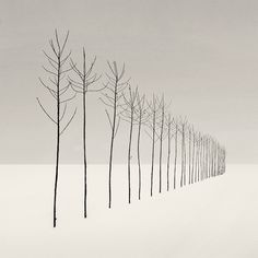 a line of trees in the snow with no leaves on them and one lone tree standing out from the crowd