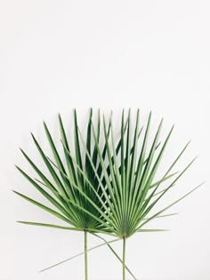 a large green palm leaf on a white background