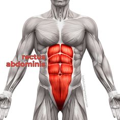 the muscles are highlighted in red and white, as well as an image of the chest