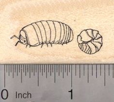 Pill Bug Rubber Stamp, roly poly, Potato Bug, Sow bug, woodlice Potato Bug Tattoo, Isopod Tattoo, Bugs Drawing, Woodlice, Pill Bug, Bug Tattoo, Insect Tattoo, Tattoo Portfolio, Poke Tattoo