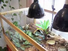 the plants are growing in the terrarium on the table next to the lamp shade