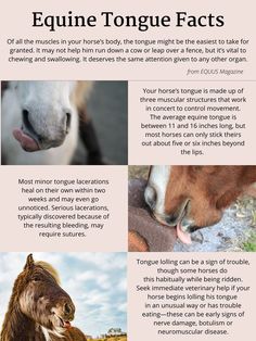 an article about equine tongue fact on horses and their foals in the wild