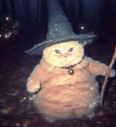 a cat dressed as a wizard holding a wand