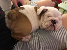 a brown and white dog laying on top of a person's lap