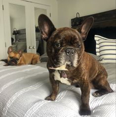 two dogs laying on top of a bed next to each other, one is brown and the other is white