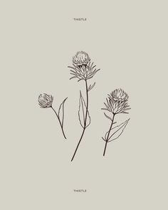 small tattoos by Tattoo Art & Designs Thistle Illustration, Scottish Thistle Tattoo, Scottish Tattoo, Scottish Tattoos, Thistle Tattoo, Holistic Psychologist, Illustration Process, Bouquet Tattoo, Witch Tattoo