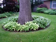 a large tree in the middle of a yard with green grass and bushes around it