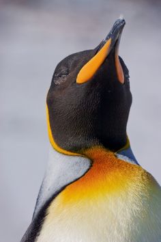 a close up of a penguin with it's beak open