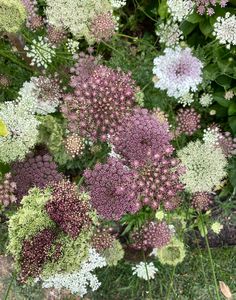 a bunch of flowers that are outside in the grass and on the ground, all different colors