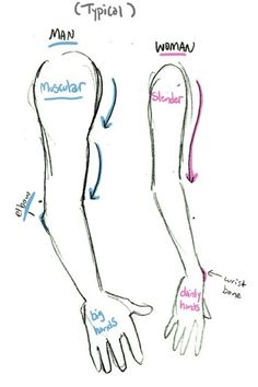 the arm and wrist muscles are labeled in blue ink, which shows how to draw them