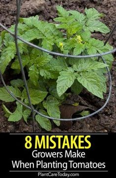 a garden with plants growing in it and the words 8 mistakes growers make when planting tomatoes