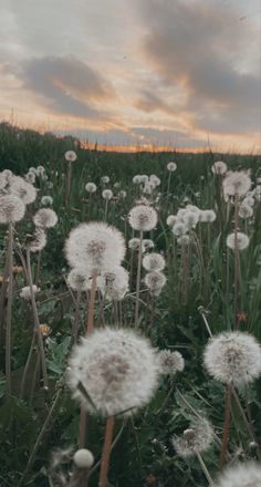 dandelions blowing in the wind on a grassy field at sunset with clouds overhead