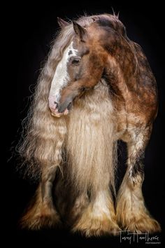 a brown and white horse with long hair on it's back legs, standing in front of a black background