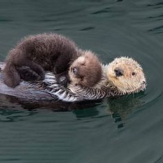 two baby otters playing with each other in the water