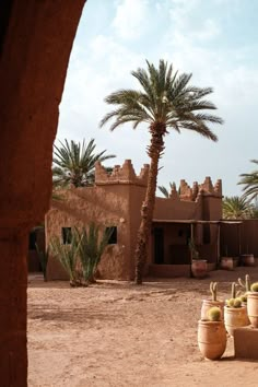 some potted plants in front of a building with a palm tree and cactuses