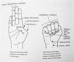 dan siegel hand model of the brain - Bing Images Brain Models, Conscious Discipline, Brain Game, Limbic System, Human Body Systems