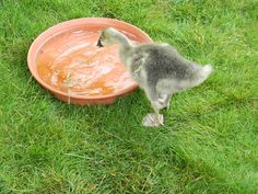 a duckling drinking water out of an orange bowl