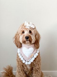 a brown dog with a white heart on it's collar sitting in front of a wall