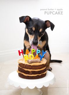 a small dog sitting in front of a birthday cake